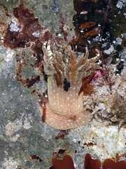 Anthopleura ballii