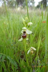 Ophrys umbilicata