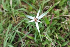 Rhynchospora nervosa