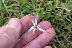 Rhynchospora nervosa