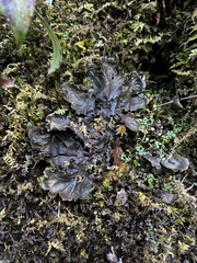 Peltigeraceae