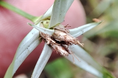 Rhynchospora nervosa