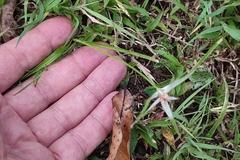 Rhynchospora nervosa