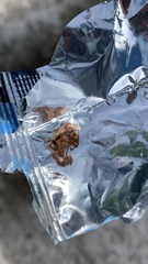 Centruroides limpidus