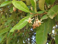 Styrax leprosus
