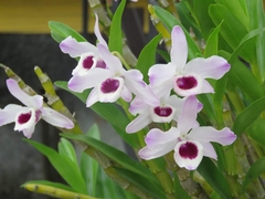 Dendrobium nobile