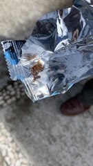 Centruroides limpidus