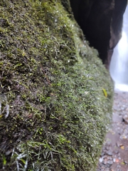 Thamnobryum