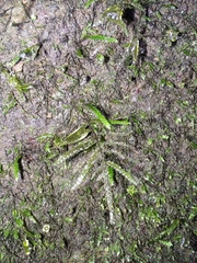 Thamnobryum