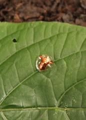 Aspidimorpha sanctaecrucis