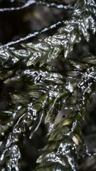 Thamnobryum