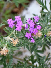 Glandularia chiricahensis