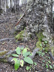 Adenocaulon chilense