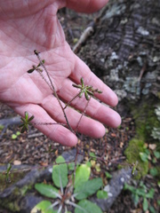 Adenocaulon chilense