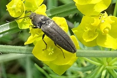 Cidnopus pilosus