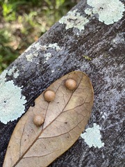 Belonocnema treatae