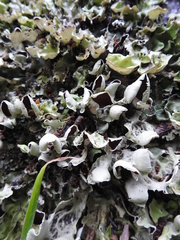 Nephroma antarcticum