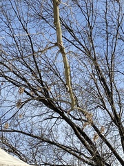 Dryobates pubescens