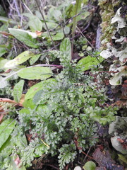 Asplenium dareoides
