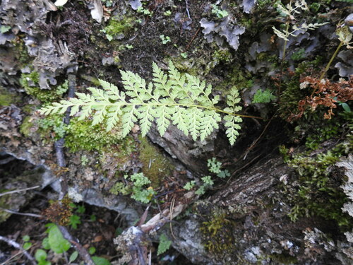 Image of Cystopteris Apiiformis (Cystopteris apiiformis) by (c) María Regina Silva, some rights reserved (CC BY)
