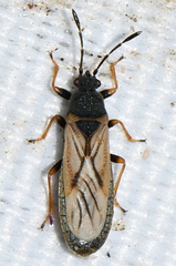 Ischnodemus sabuleti
