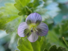 Veronica persica