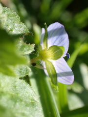 Veronica persica