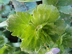 Veronica persica