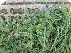 Veronica persica