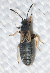 Ischnodemus sabuleti