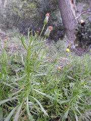 Senecio tricuspidatus
