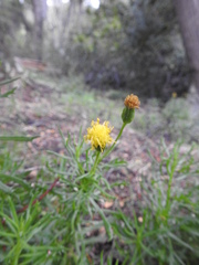 Senecio tricuspidatus