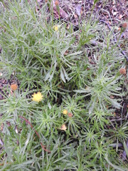 Senecio tricuspidatus