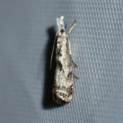 Microcrambus minor