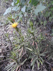 Senecio tricuspidatus