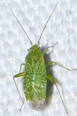 Orthotylus flavosparsus