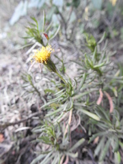Senecio tricuspidatus