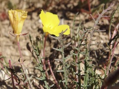 Eulobus sceptrostigma