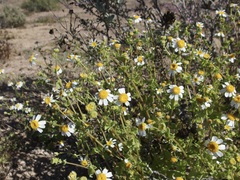 Amauria brandegeeana