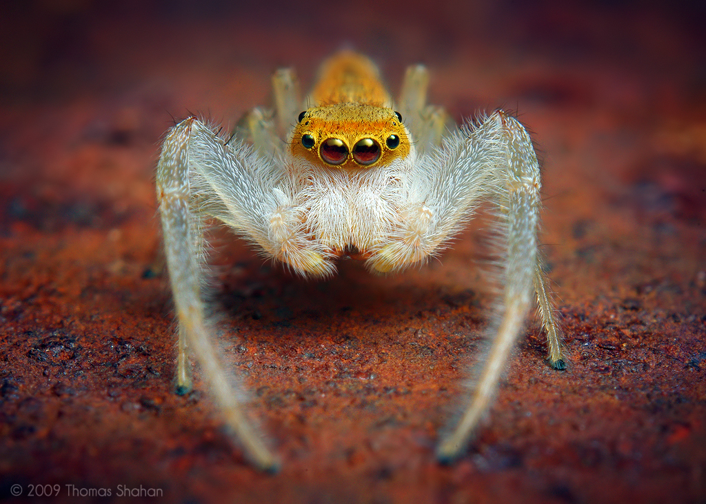 White Jawed Jumping Spider Putnam County Site Observations Non Insect Arthropods · Inaturalist