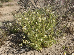 Amauria brandegeeana