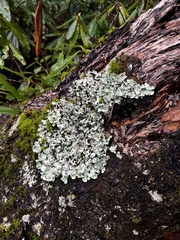 Peltigeraceae