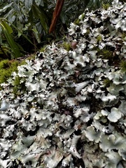 Peltigeraceae