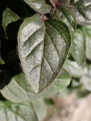 Origanum vulgare