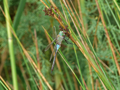 Anax imperator