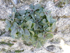 Origanum vulgare