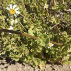 Amauria brandegeeana