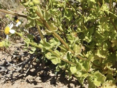 Amauria brandegeeana