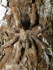 Psalmopoeus pulcher