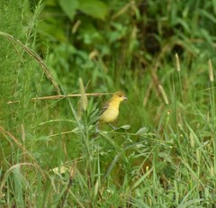Icterus spurius